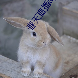 春天直播app黄大全