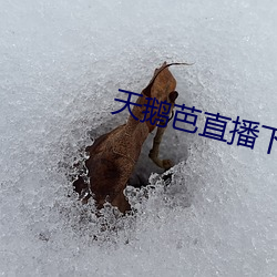 天鹅芭(芭)直播下载(載)免费看