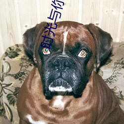 时光与你都很(很)甜(甜)小说