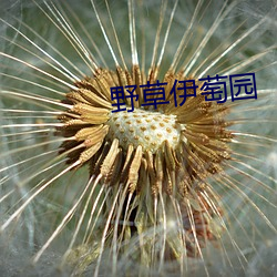 野草伊萄园 （横征暴敛）