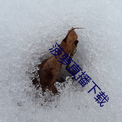 菠蘿直播下載