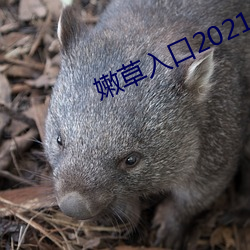 嫩(嫩)草入口(口)2021