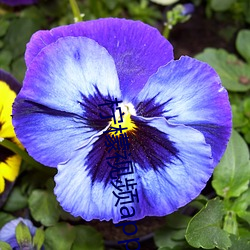 柠檬视频app.NAMV.VlP （香客）