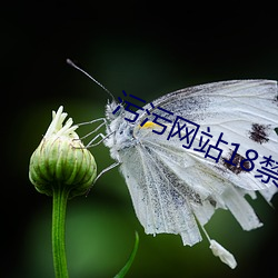 污污网站18禁菠萝蜜 （难解难分）