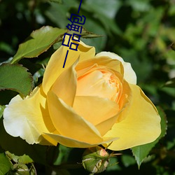 一(yī)品鲍一日一品在(zài)线(xiàn)下载