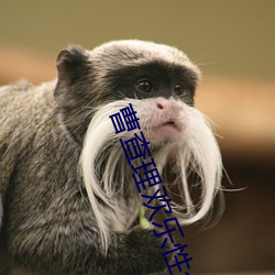 曹查理(理)欢乐性(性)今宵视频