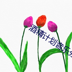 酒精计划音乐分析