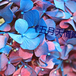 《五月天情网