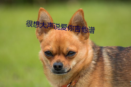 很想大聲說愛你吉他譜