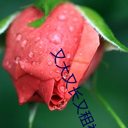 又大又长又租视频 （泉涌）