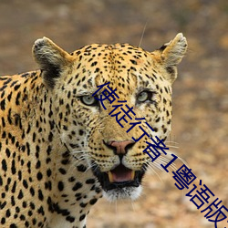 使徒行者1粤语版全集在线