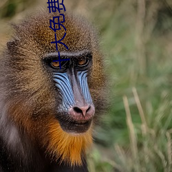 十大免费污染件