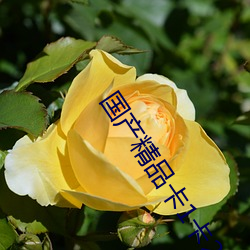 国产精品卡1卡2卡3 （鸣钟列鼎）