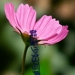 韩国少妇写真 （望其项背）
