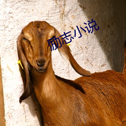 励志(zhì)小说