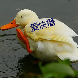 愛快播