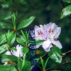 顾初暖夜景寒小(xio)说免费阅读无弹窗