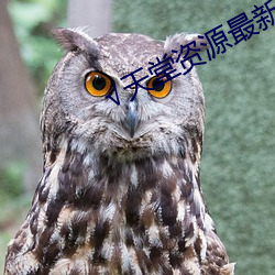 √天堂资源最新版资源8