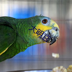大明官(官)
