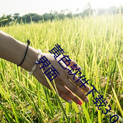 黄色软(軟)件下载3.0.3免费(費)oppo版大全装(裝)扮:拥(擁)有纯(純)净(淨)的界(界)面(面)