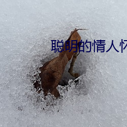 聰明的情人懷孕讓男人愧疚