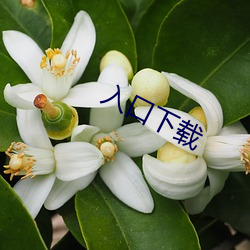 入口下载