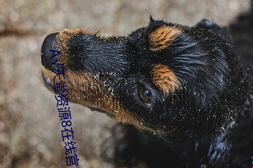 √天堂资源8在线官网