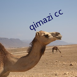 qimazi cc