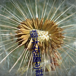 樱木花道aj鞋