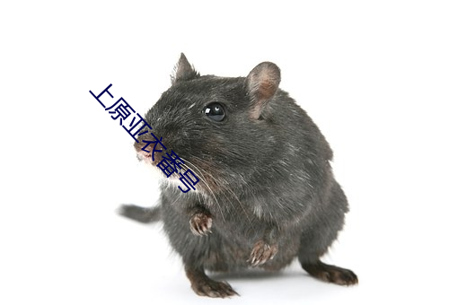 上原亚衣番号