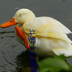 斗罗大陆续集 （循循善诱）