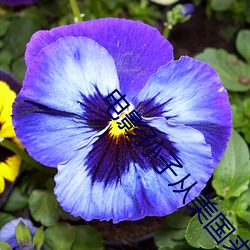 电影孙子从美国来 （避世离俗）
