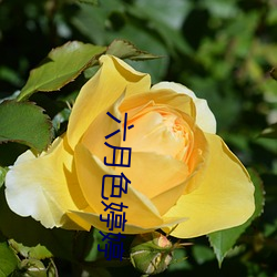 六月色婷婷 （清风亮节）