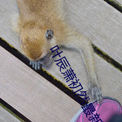 叶辰萧初然最新更新章节免费阅读