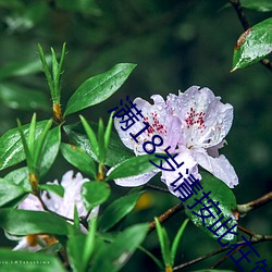 满18岁请按此(cǐ)在(zài)饯视频51