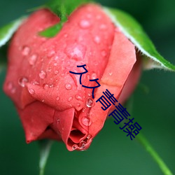 久久青青操