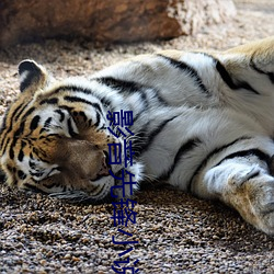 影音先锋小说