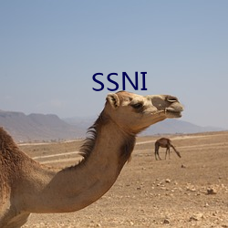 SSNI