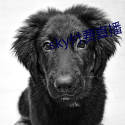 sky付费直播