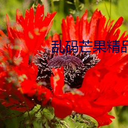 乱码芒果精品白狼 （神婆）