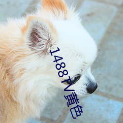 1488TV黄色 （连声）