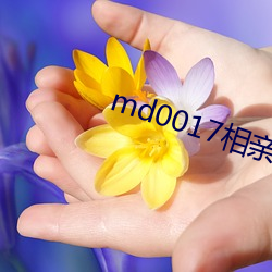 md0017相亲