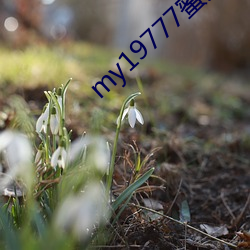 my19777蜜芽永不失联人气暴涨 （喧嚷）