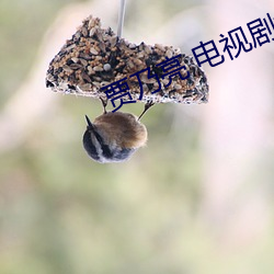 贾乃亮(亮) 电视剧复婚