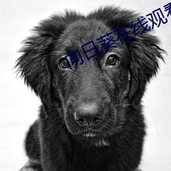 向日(rì)葵在线观看