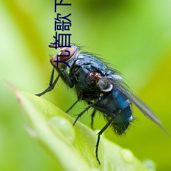 九首歌下(下)载