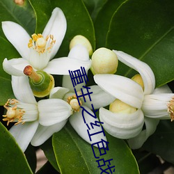 重生之红色战将何正道