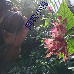 阿宾小说 （考求）