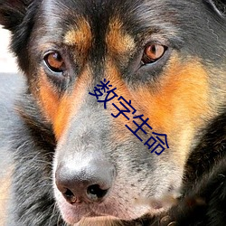 数(shù)字生命