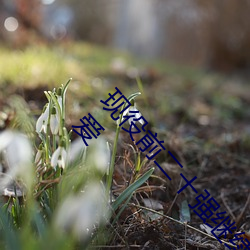 ǰʮǿ!ɭ(ɭ) ѡ